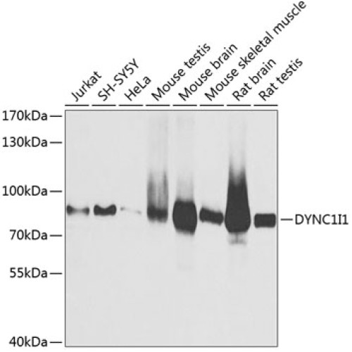 DYNC1I1 Rabbit pAb