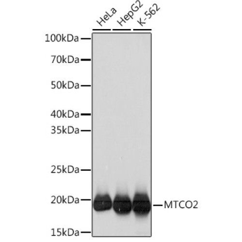 MTCO2 Rabbit mAb