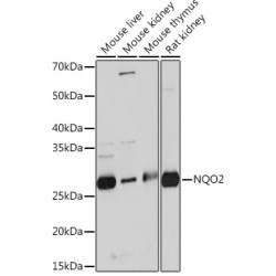 NQO2 Rabbit mAb