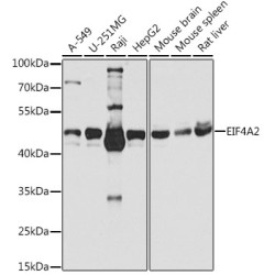 EIF4A2 Rabbit pAb