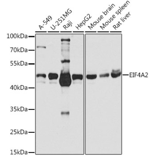 EIF4A2 Rabbit pAb