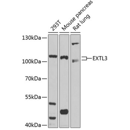EXTL3 Rabbit pAb