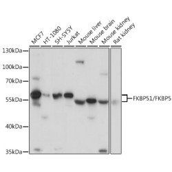 FKBP51/FKBP5 Rabbit pAb