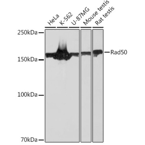 Rad50 Rabbit mAb