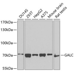 GALC Rabbit pAb