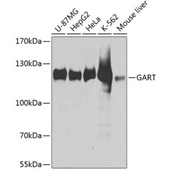 GART Rabbit pAb