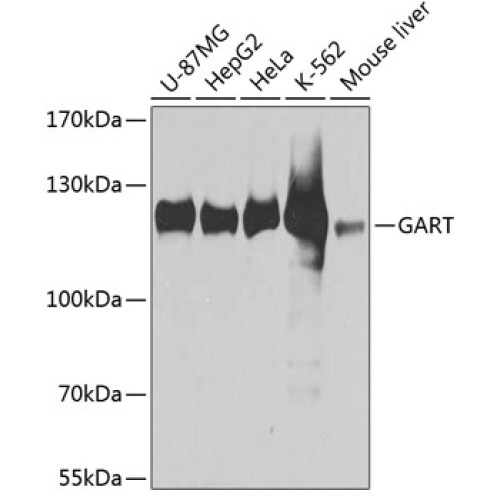 GART Rabbit pAb