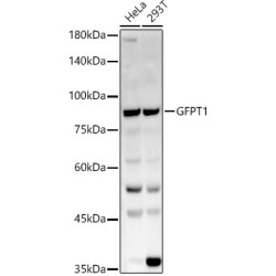 GFPT1 Rabbit pAb