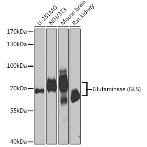 Glutaminase (GLS) Rabbit pAb