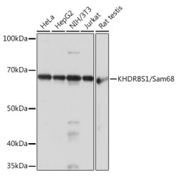 KHDRBS1/Sam68 Rabbit mAb
