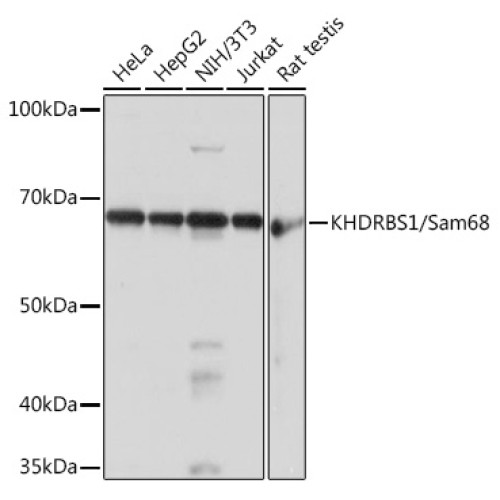 KHDRBS1/Sam68 Rabbit mAb