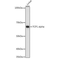 TCP1 alpha Rabbit mAb