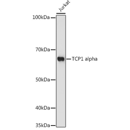 TCP1 alpha Rabbit mAb