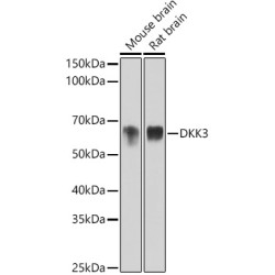 DKK3 Rabbit mAb
