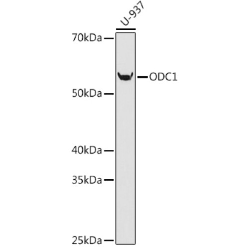 ODC1 Rabbit mAb