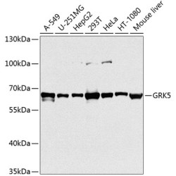 GRK5 Rabbit pAb