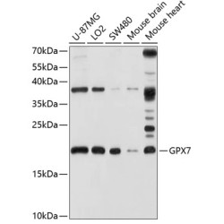 GPX7 Rabbit pAb