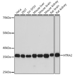 HTRA2 Rabbit mAb