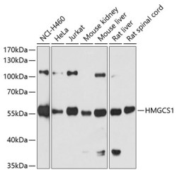 HMGCS1 Rabbit pAb