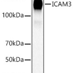 ICAM3 Rabbit pAb