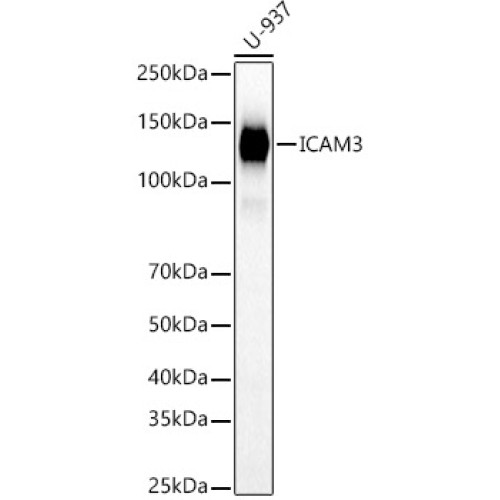 ICAM3 Rabbit pAb