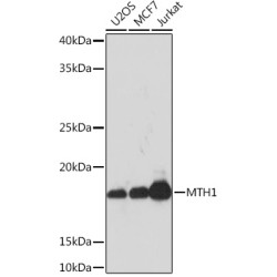 MTH1 Rabbit mAb