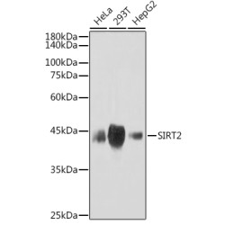 SIRT2 Rabbit mAb