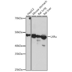 LXRα Rabbit mAb