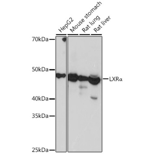 LXRα Rabbit mAb