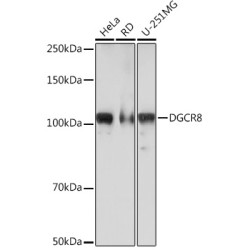 DGCR8 Rabbit mAb