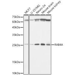 RAB4A Rabbit mAb