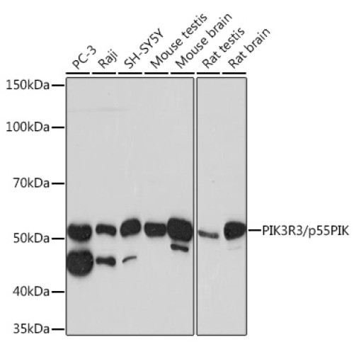 PIK3R3/p55PIK Rabbit mAb