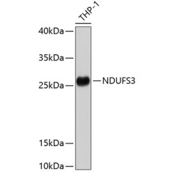 NDUFS3 Rabbit pAb