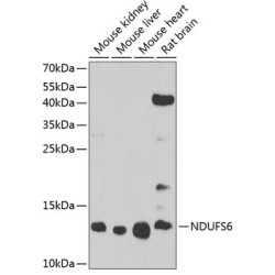 NDUFS6 Rabbit pAb