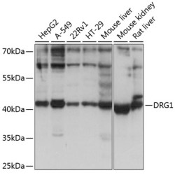 DRG1 Rabbit pAb