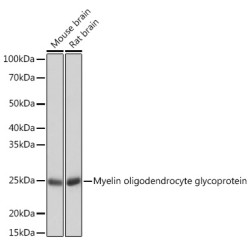Myelin oligodendrocyte glycoprotein Rabbit mAb