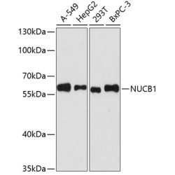[KO Validated] NUCB1 Rabbit pAb