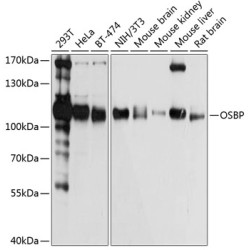 OSBP Rabbit pAb