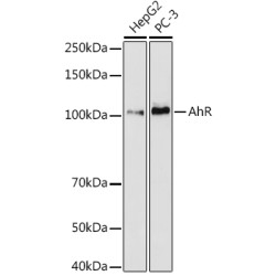 AHR Rabbit mAb
