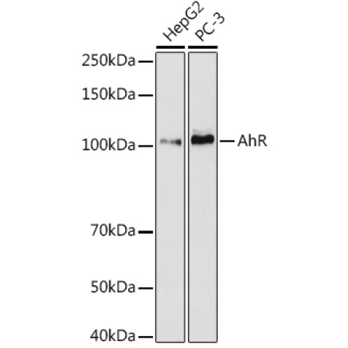 AHR Rabbit mAb
