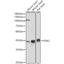 PDK2 Rabbit pAb