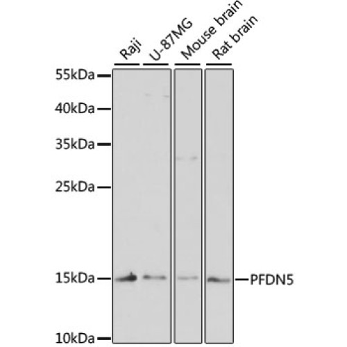PFDN5 Rabbit pAb
