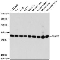 PGAM1 Rabbit pAb