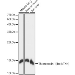 Thioredoxin 1 (Trx1/TXN) Rabbit mAb