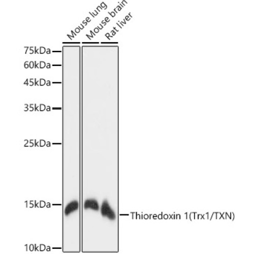 Thioredoxin 1 (Trx1/TXN) Rabbit mAb
