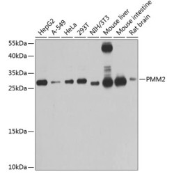 PMM2 Rabbit pAb