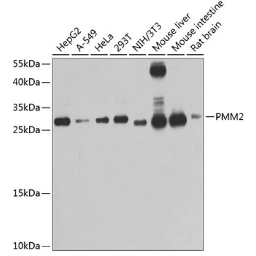 PMM2 Rabbit pAb