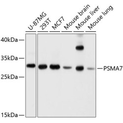 PSMA7 Rabbit pAb