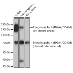 Integrin alpha 4 (ITGA4/CD49d) Rabbit mAb