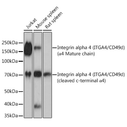 Integrin alpha 4 (ITGA4/CD49d) Rabbit mAb